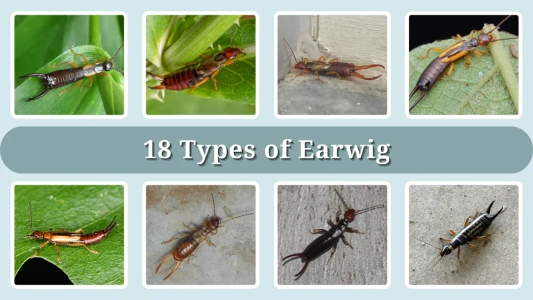 18 Types of Earwig: Identification With Picture