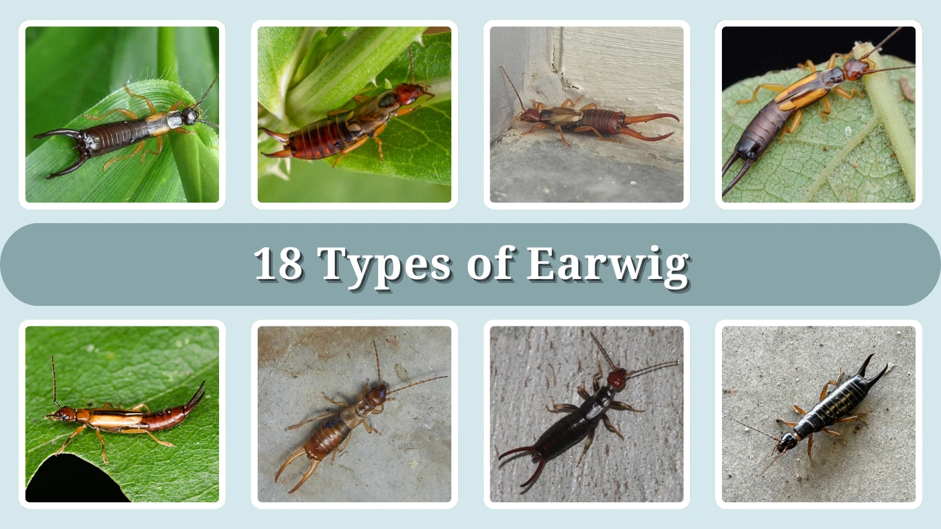 18 Types of Earwig Identification With Picture