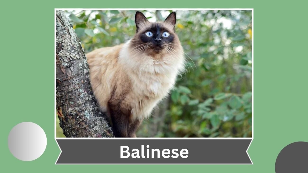 Balinese