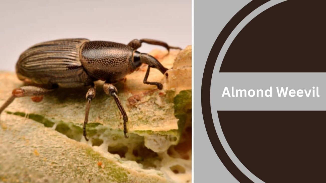 Almond Weevil