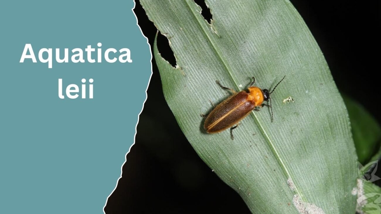 Aquatica leii