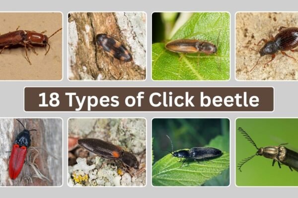 18 Types of Click beetle: Identification, Habitat with Pictures