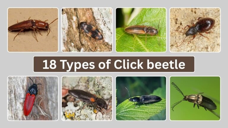 18 Types of Click beetle: Identification, Habitat with Pictures