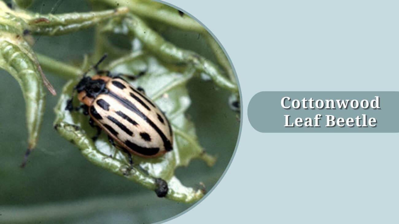 Cottonwood Leaf Beetle