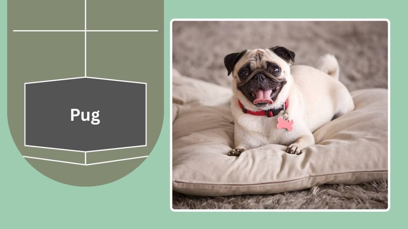 Pug