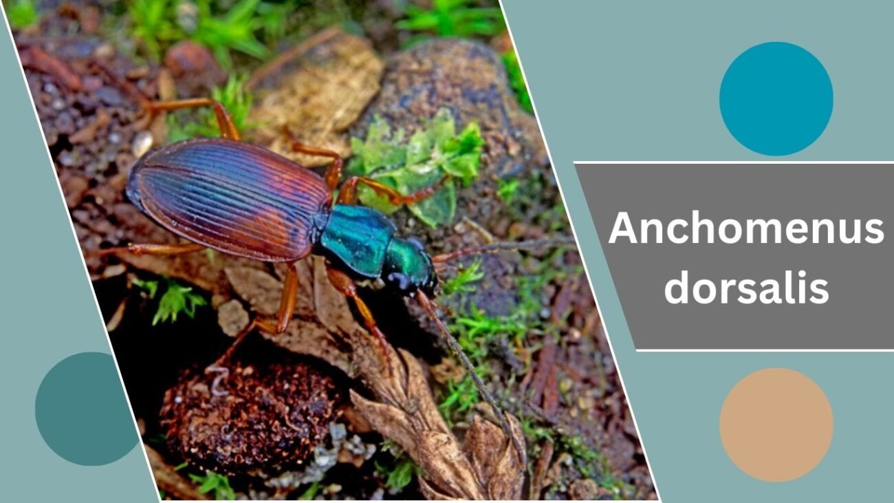 Anchomenus dorsalis
