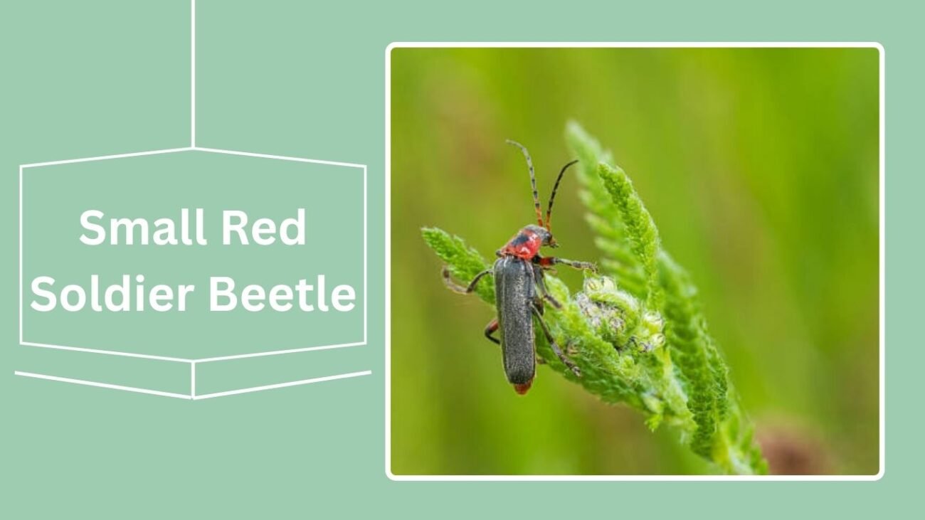 Small Red Soldier Beetle (Rhagonycha atra)
