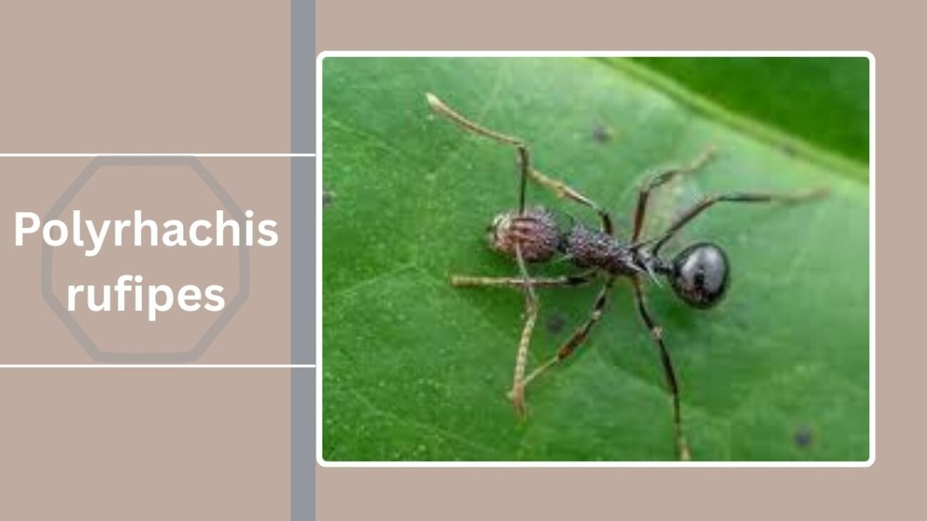  Polyrhachis rufipes