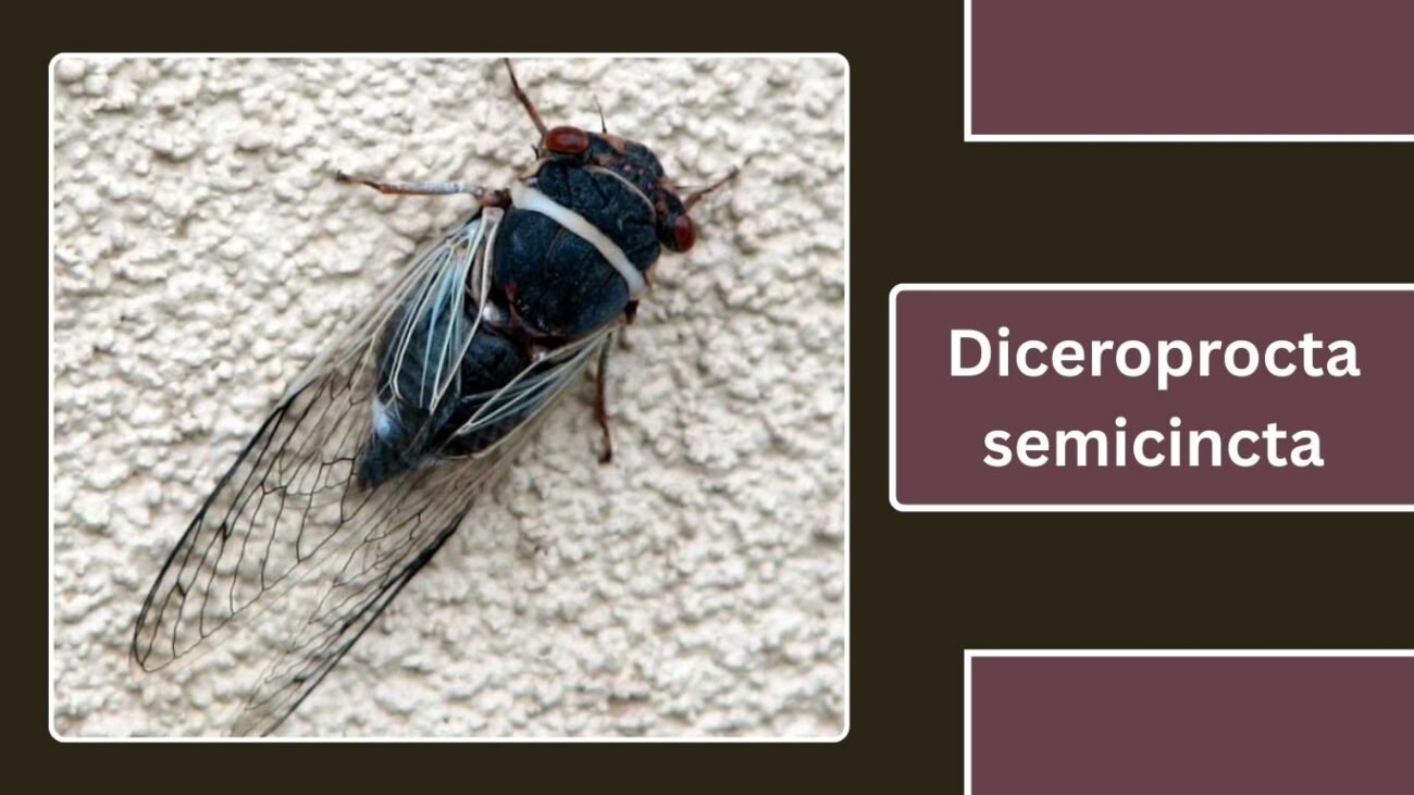 Diceroprocta semicincta