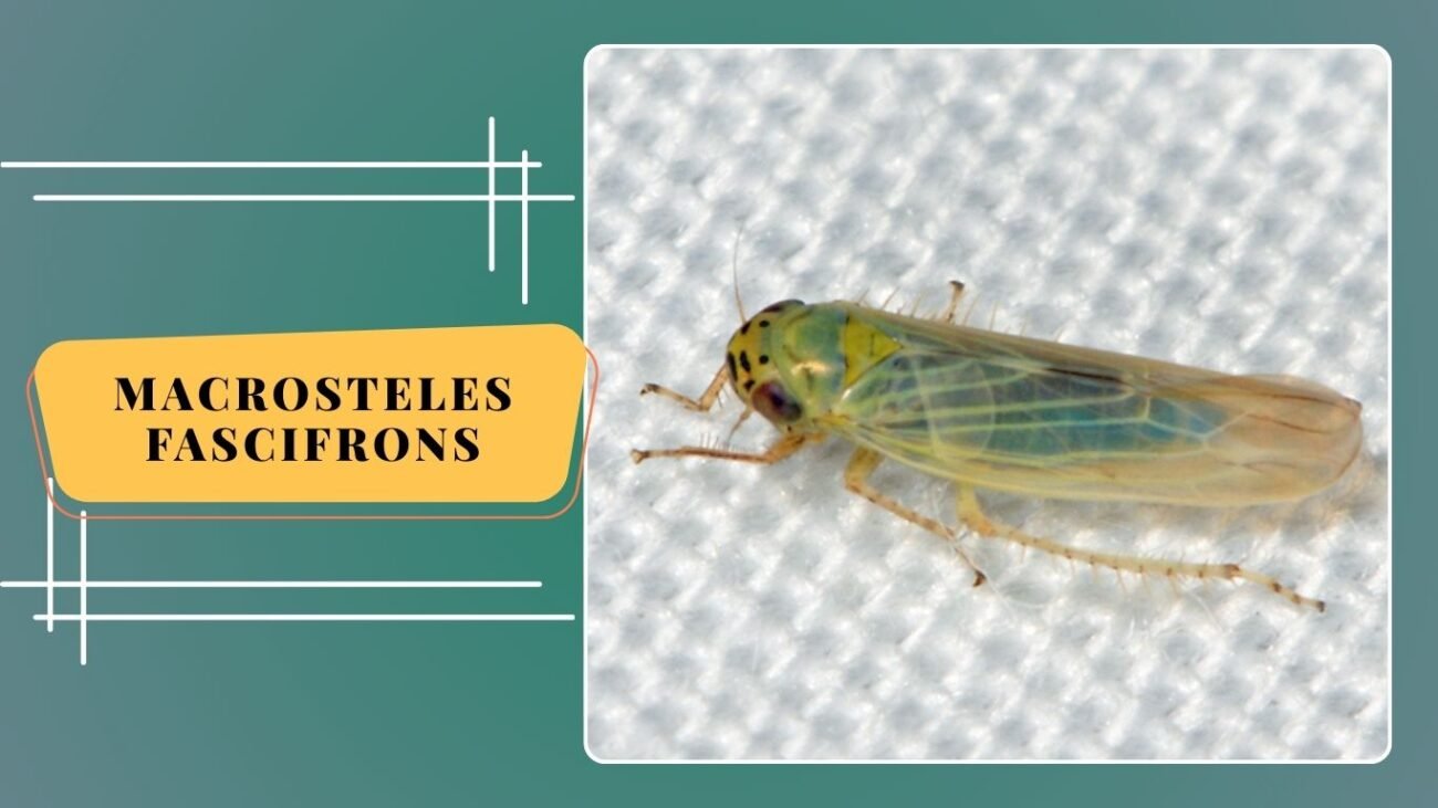 Macrosteles fascifrons
