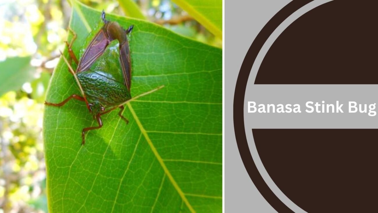 Banasa Stink Bug