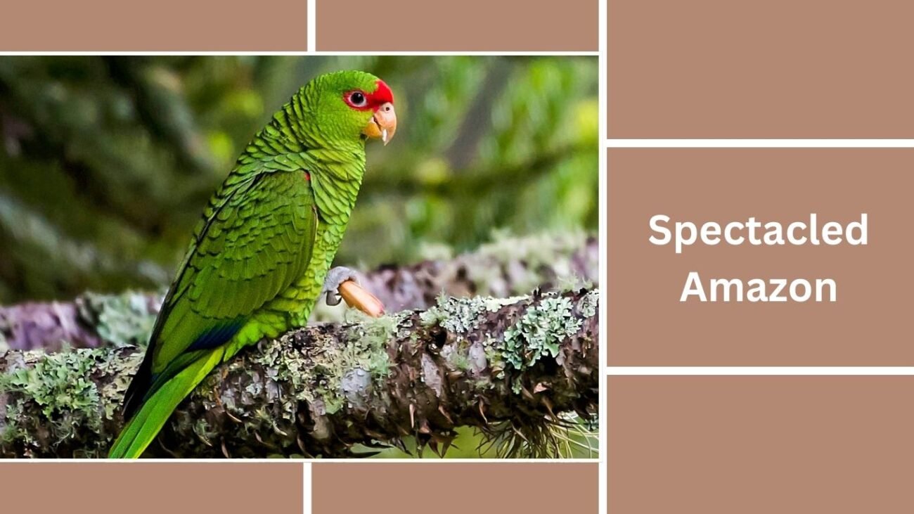 Spectacled Amazon