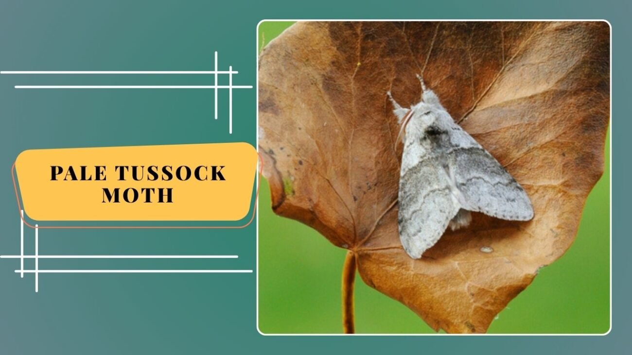  Pale Tussock Moth (Calliteara pudibunda)