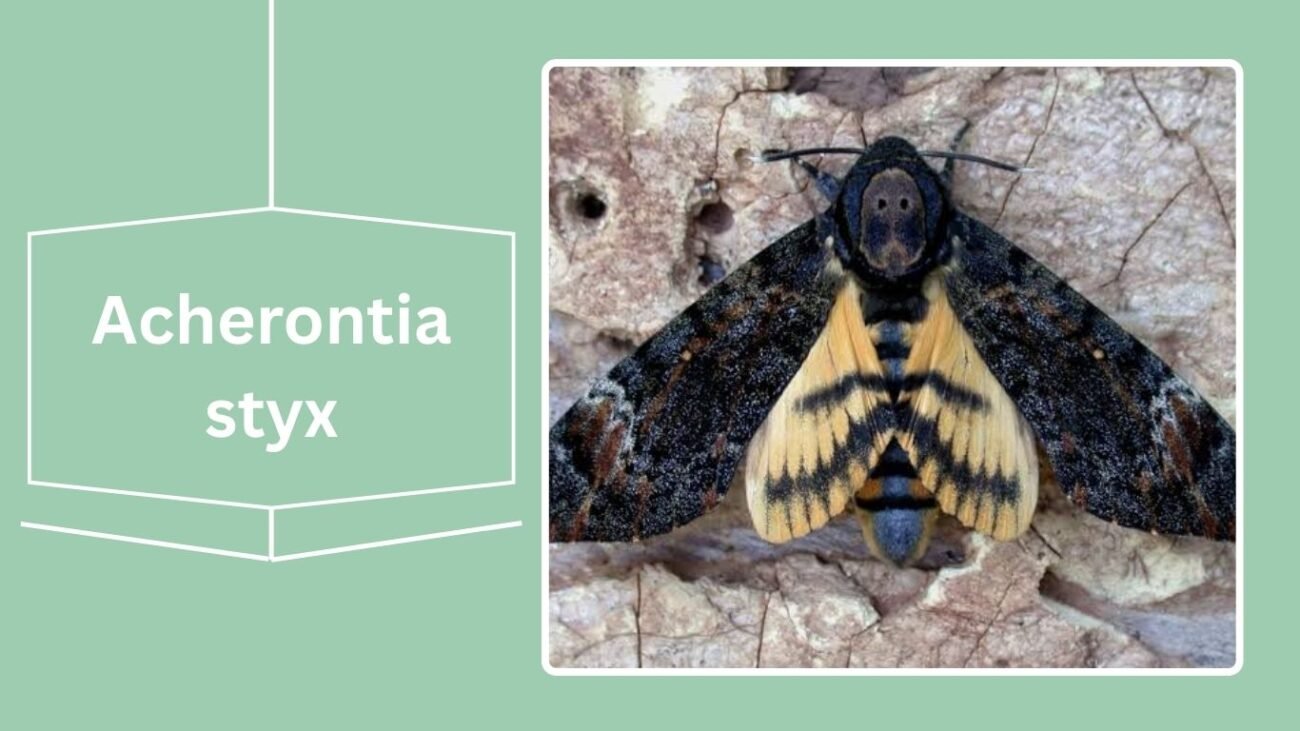 Acherontia styx (Lesser Death’s-head Hawk Moth)