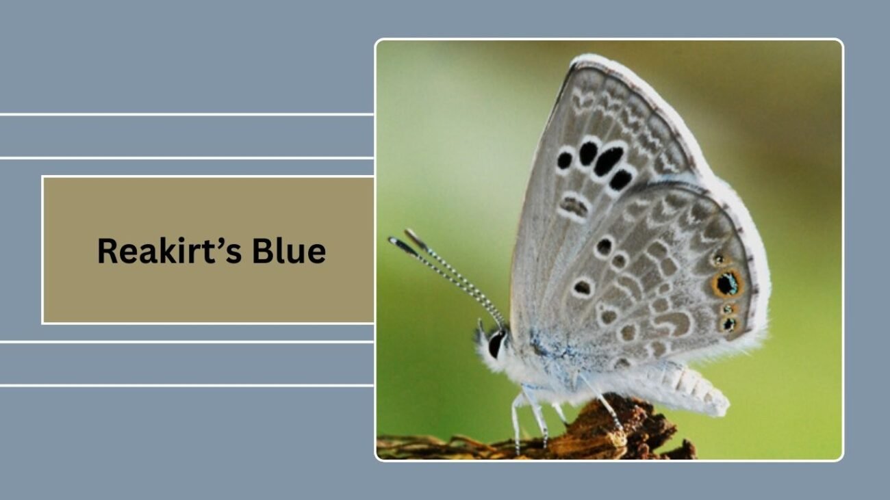Reakirt’s Blue (Echinargus isola)