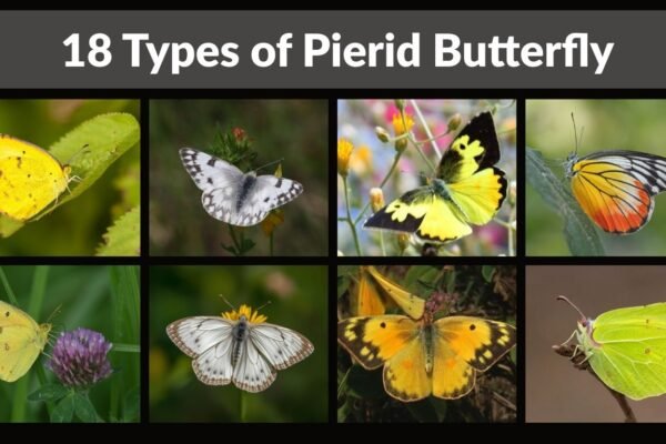 18 Types of Pierid Butterfly