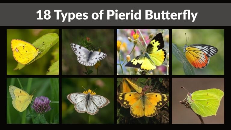 18 Types of Pierid Butterfly: Identification With Picture