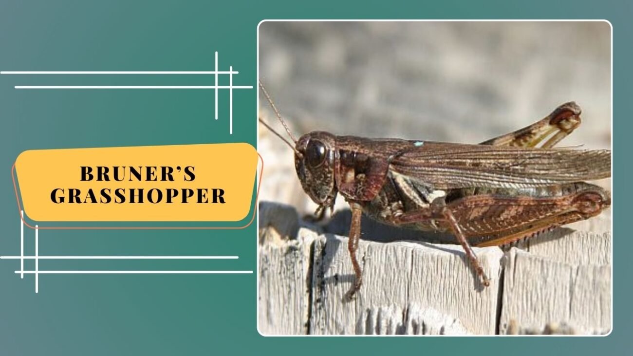 Bruner’s Grasshopper