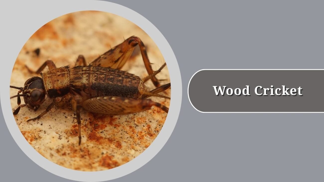 Wood Cricket