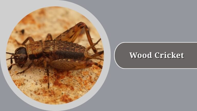 30 Types of Cricket: Identification, Habitat, Behavior and Lifecycle