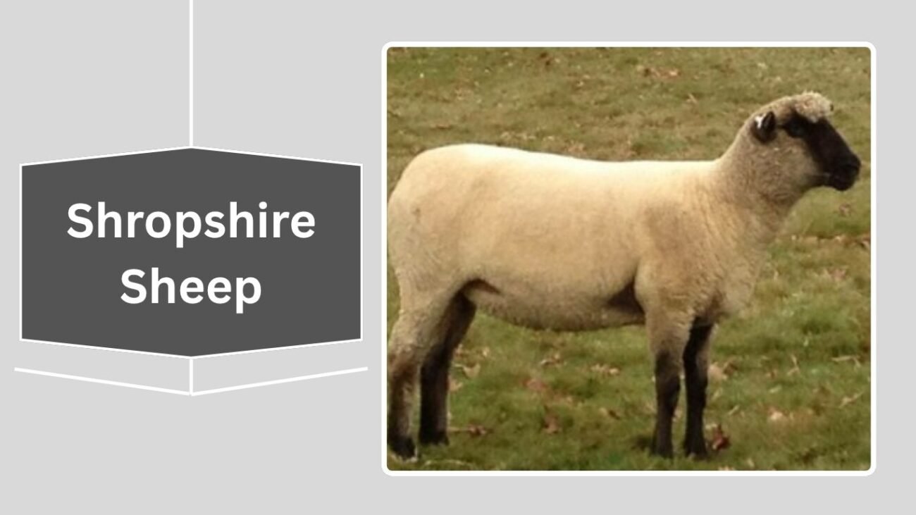 Shropshire Sheep