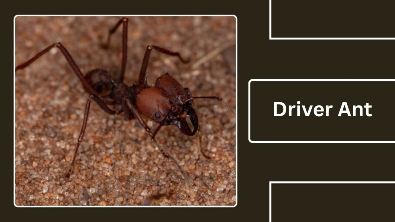 Driver Ant