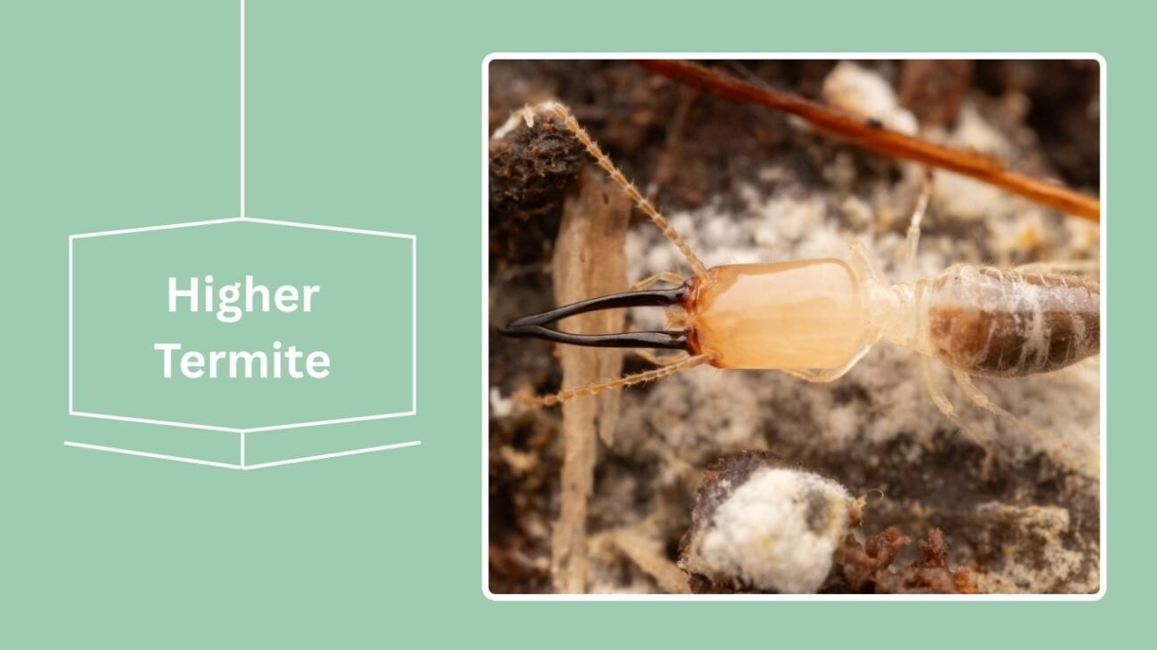 Higher Termite (Macrotermes)