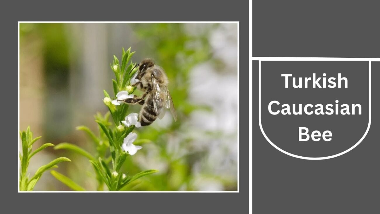 Turkish Caucasian Bee (Apis mellifera caucasica var.)