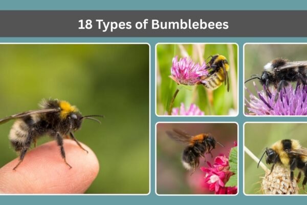 18 Types of Bumblebees