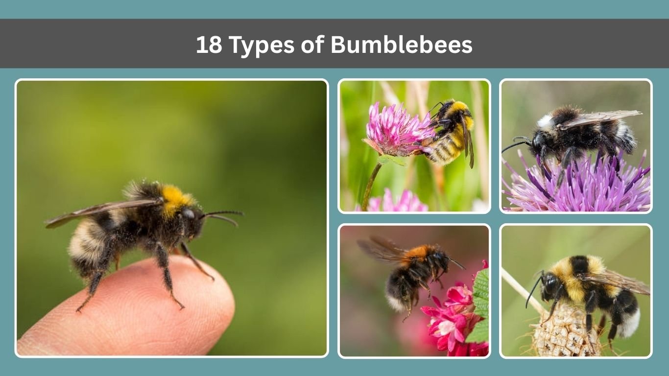 18 Types of Bumblebees