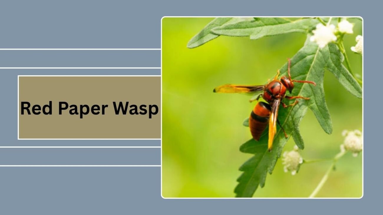Red Paper Wasp
