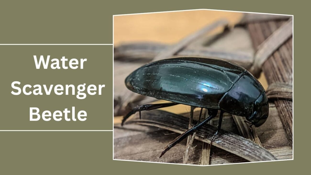  Water Scavenger Beetle (Hydrophilidae)