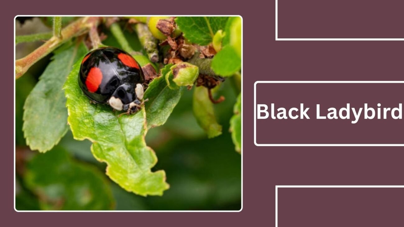 Black Ladybird (Adalia decempunctata – black morph)