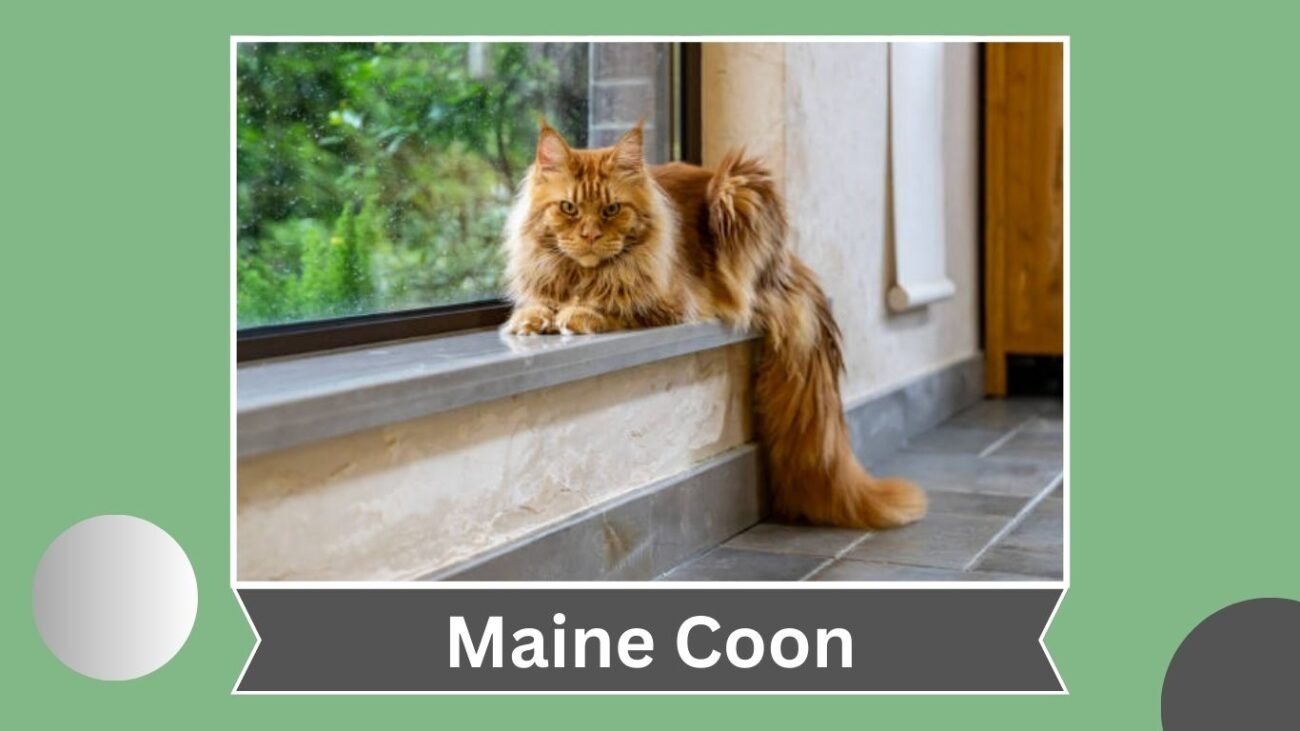Maine Coon