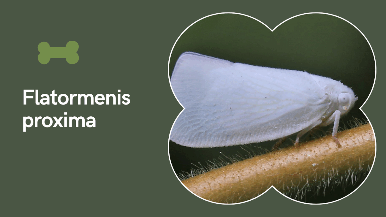 Flatormenis proxima
