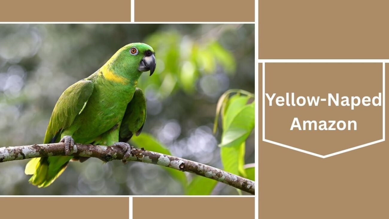 Yellow-Naped Amazon