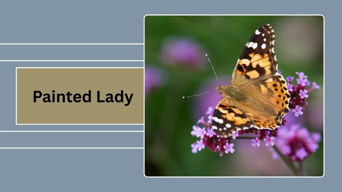 Painted Lady