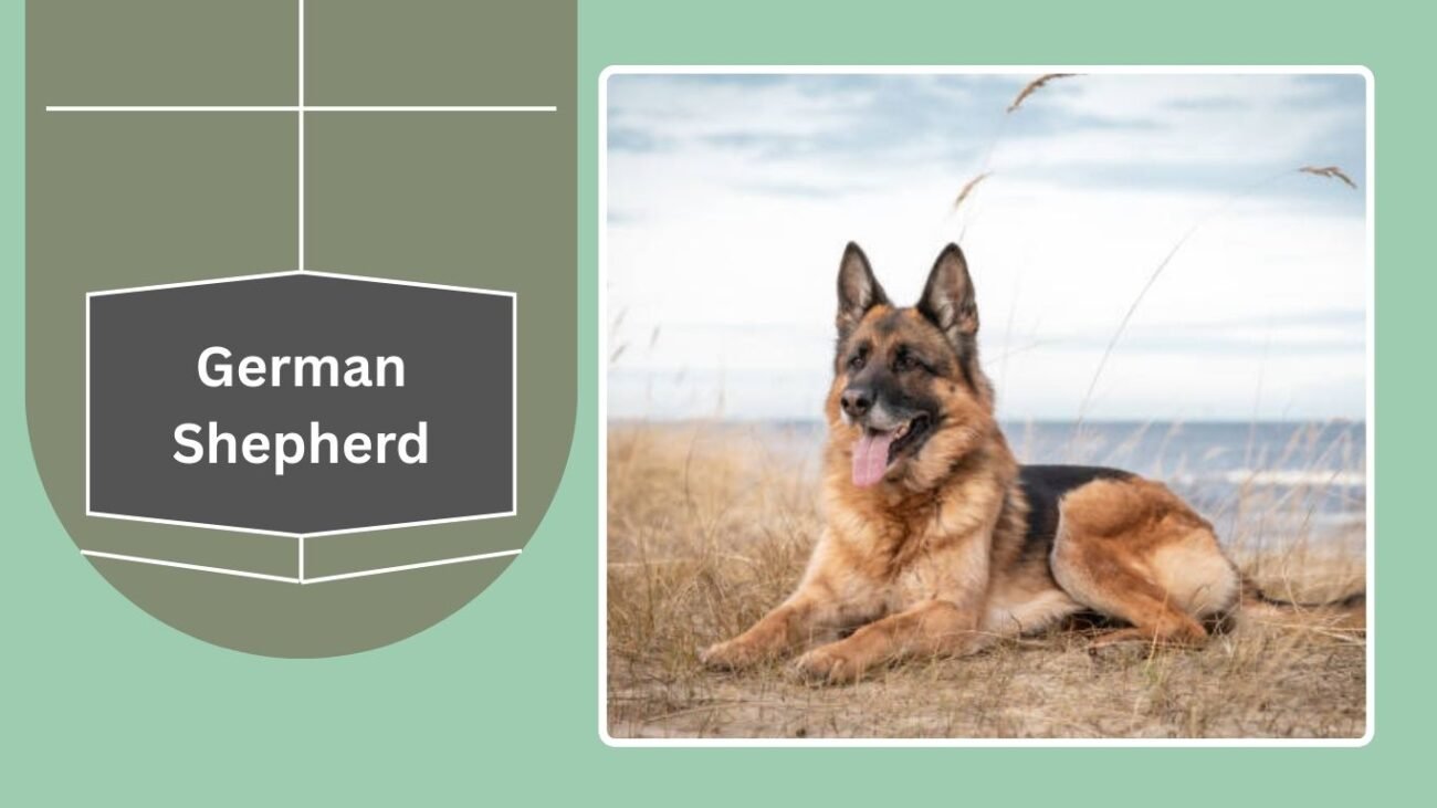 German Shepherd