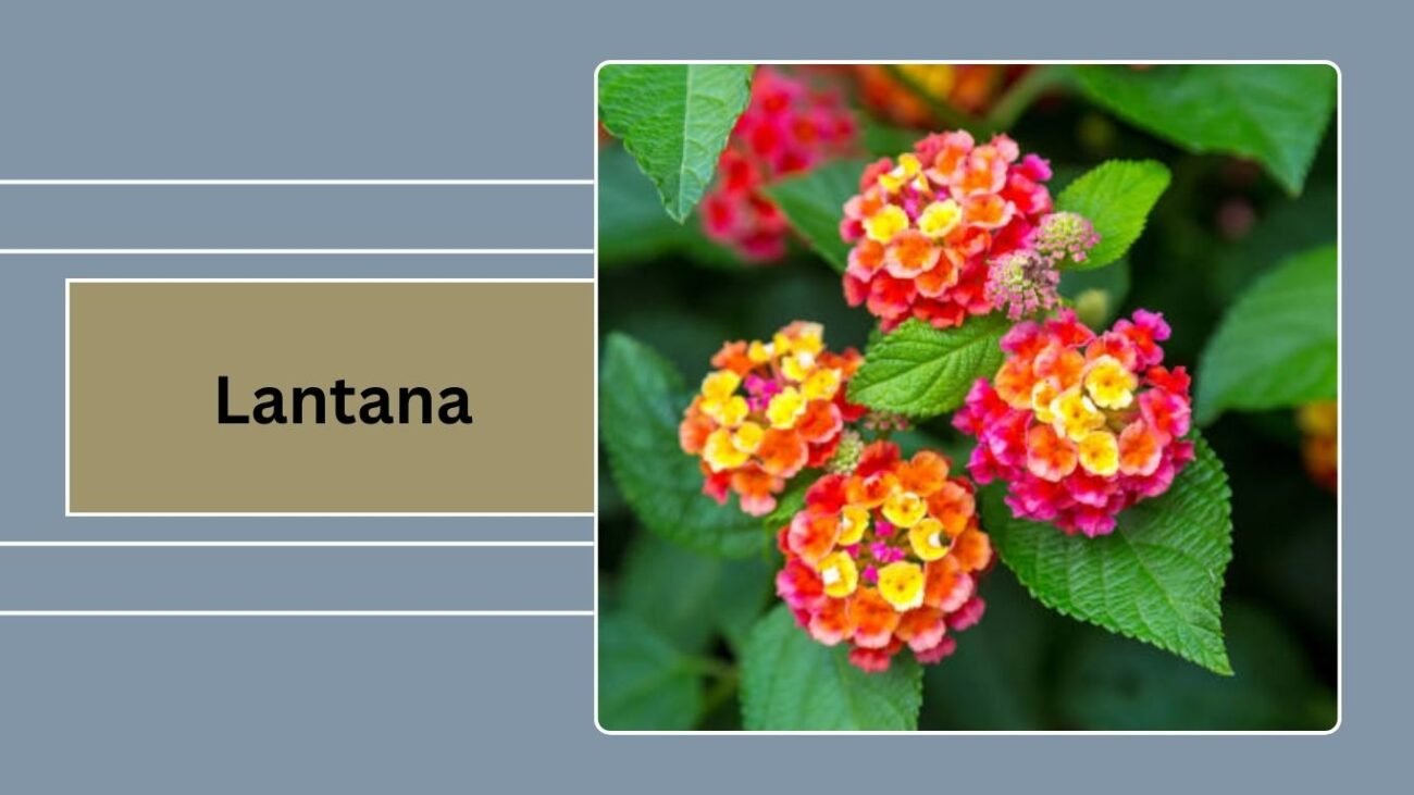  Lantana