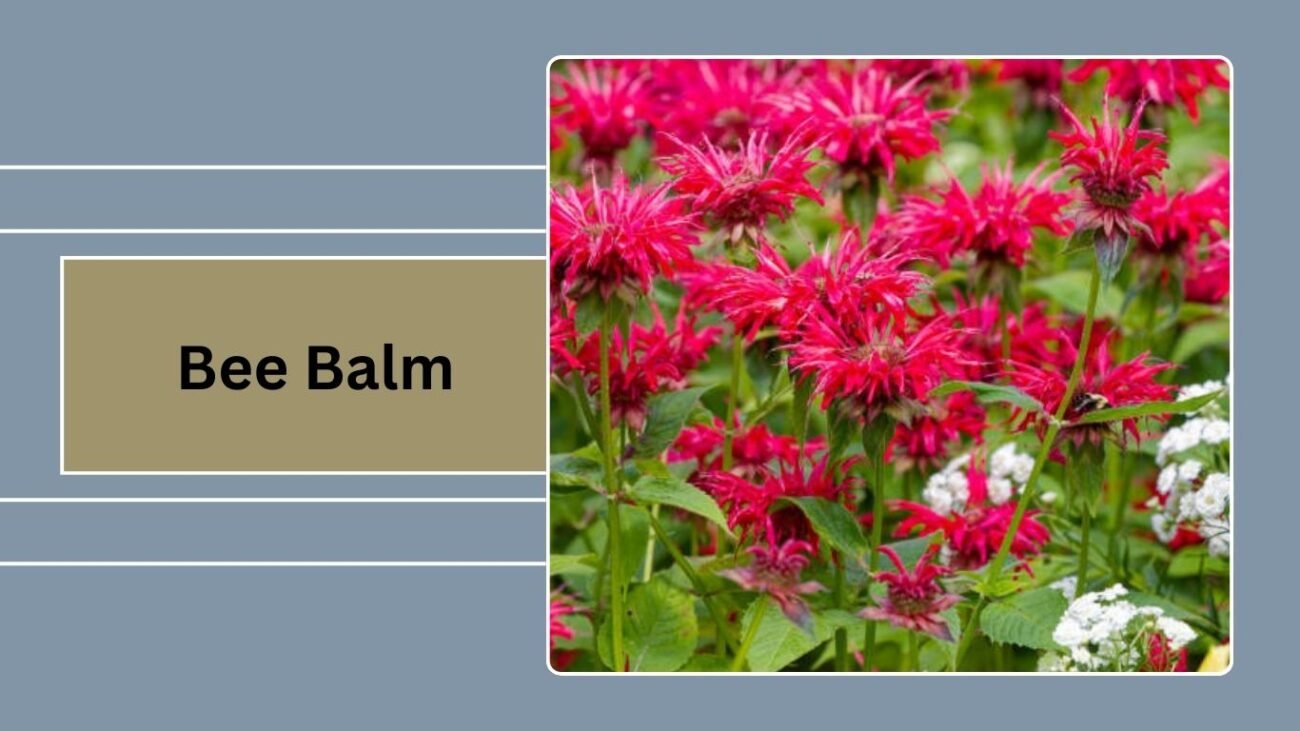 Bee Balm