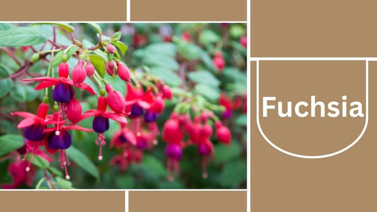Fuchsia