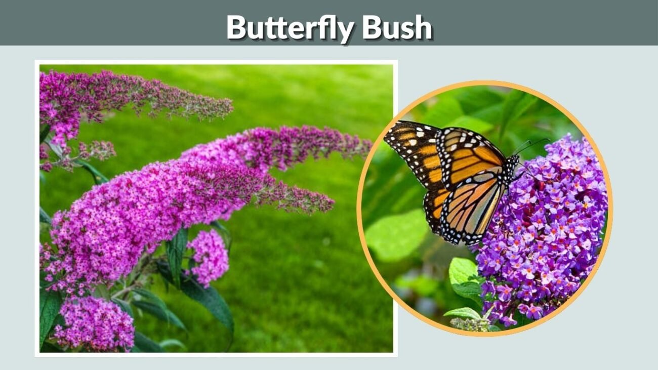 Butterfly Bush