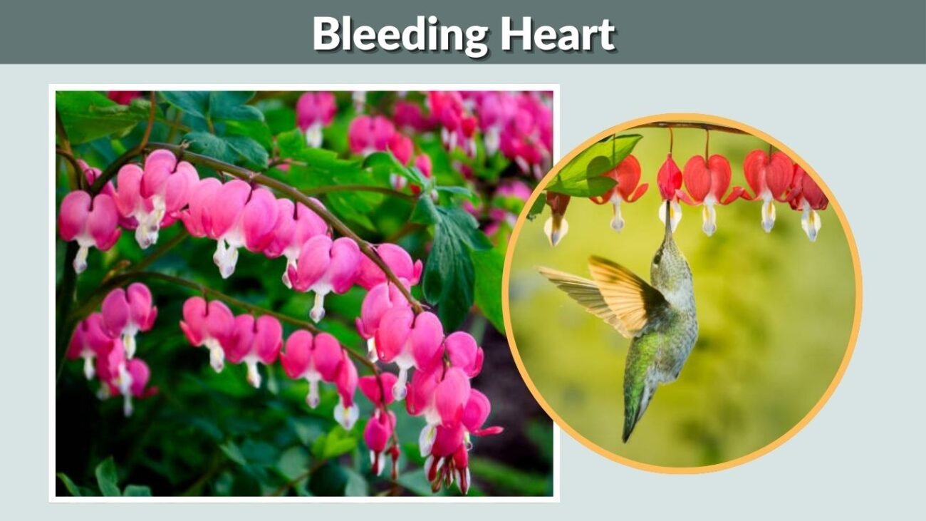 Bleeding Heart