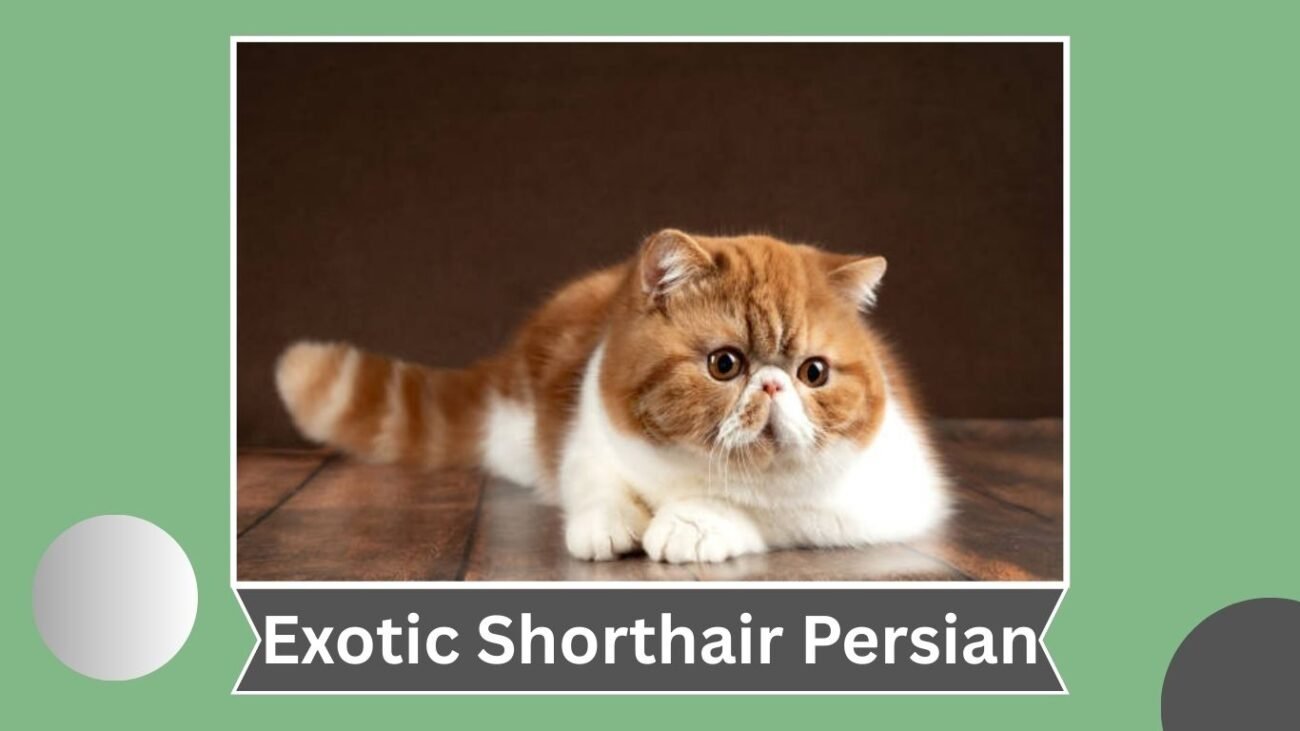 Exotic Shorthair Persian