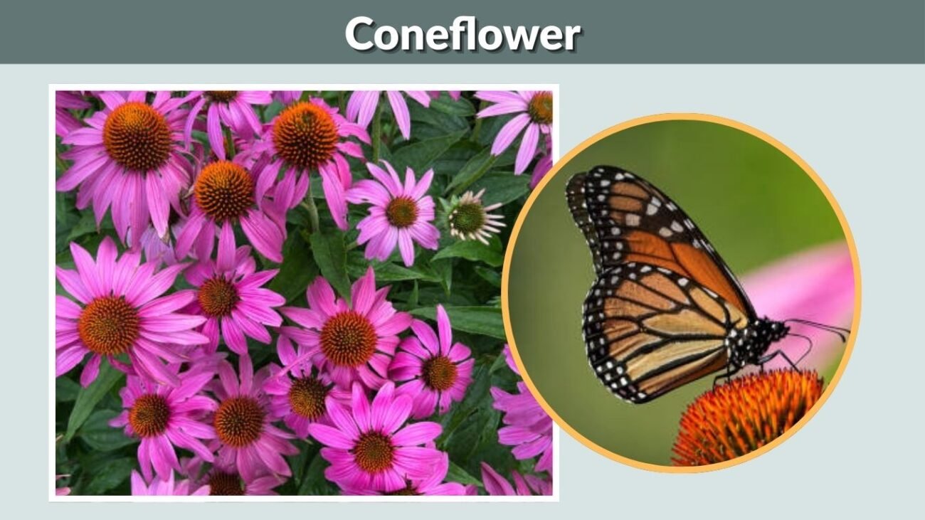 Coneflower (Echinacea)