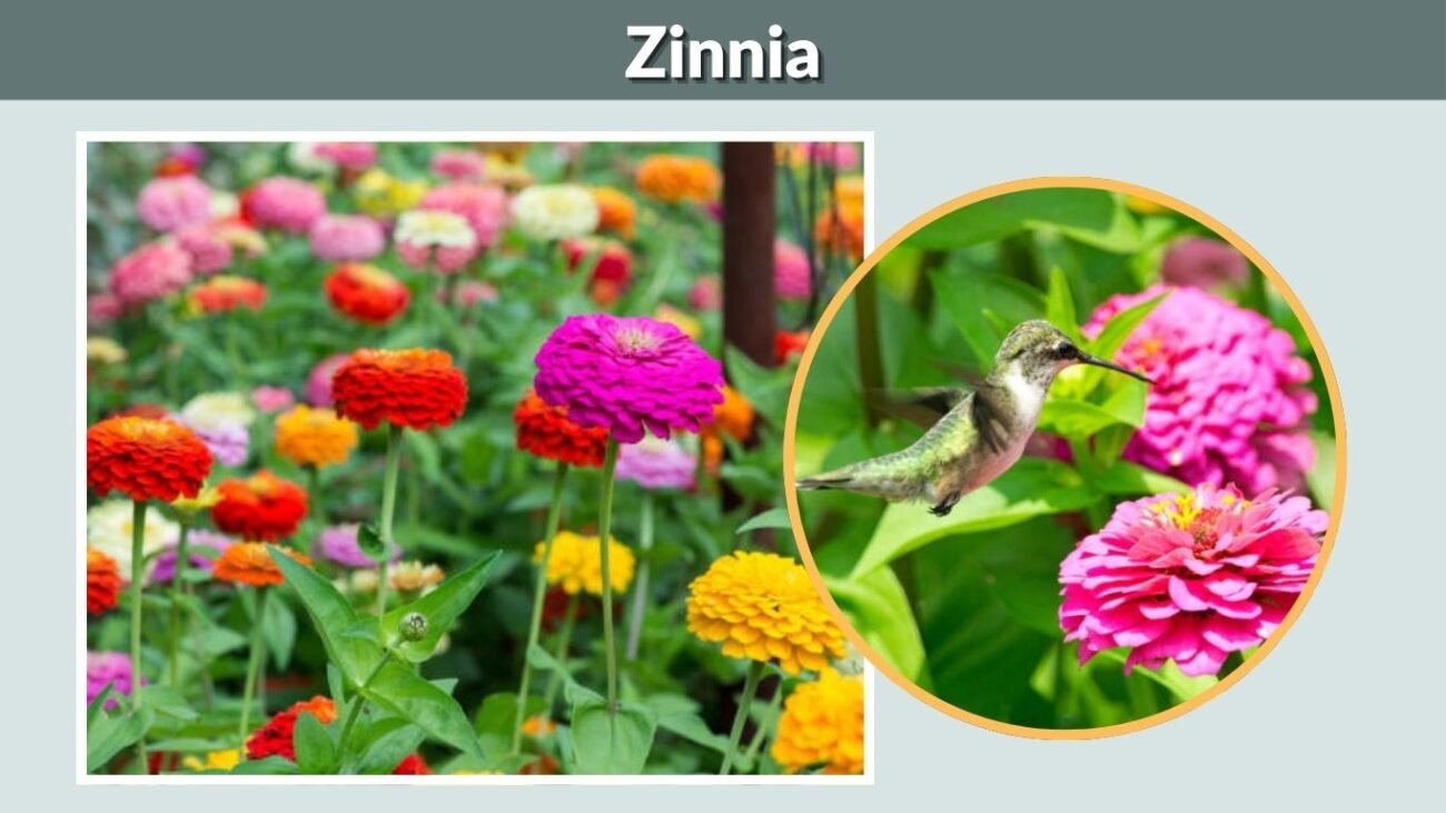 Zinnia