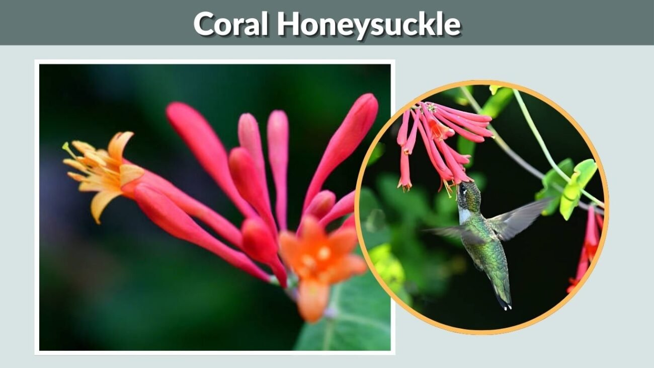 Coral Honeysuckle