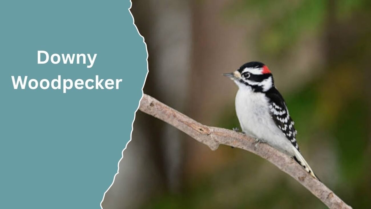 Downy Woodpecker