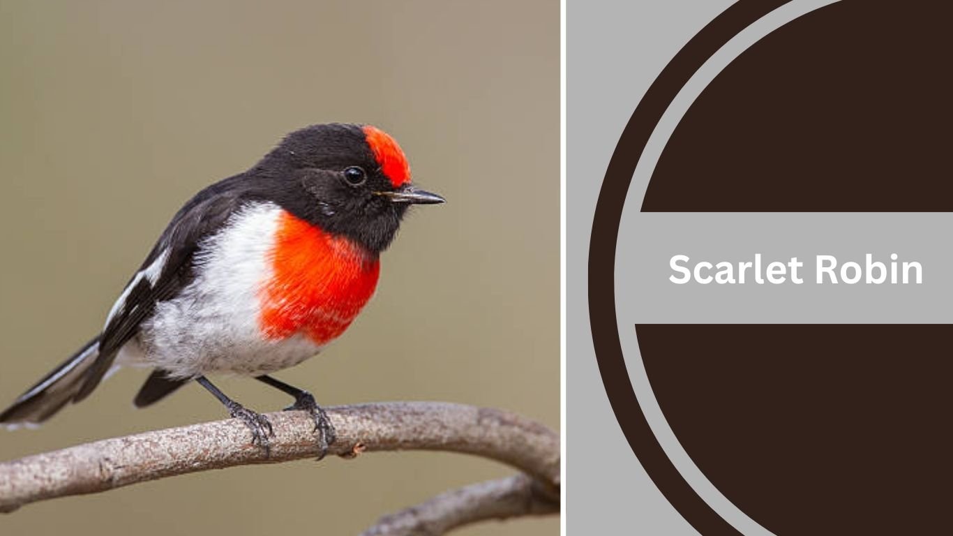 10 Black and White Bird with Red Chest: Identification with Pictures