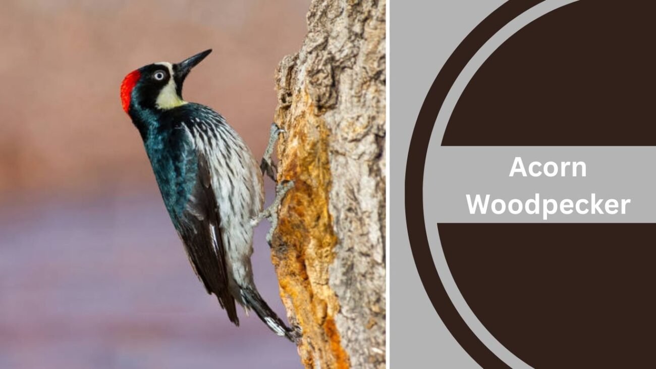 Acorn Woodpecker